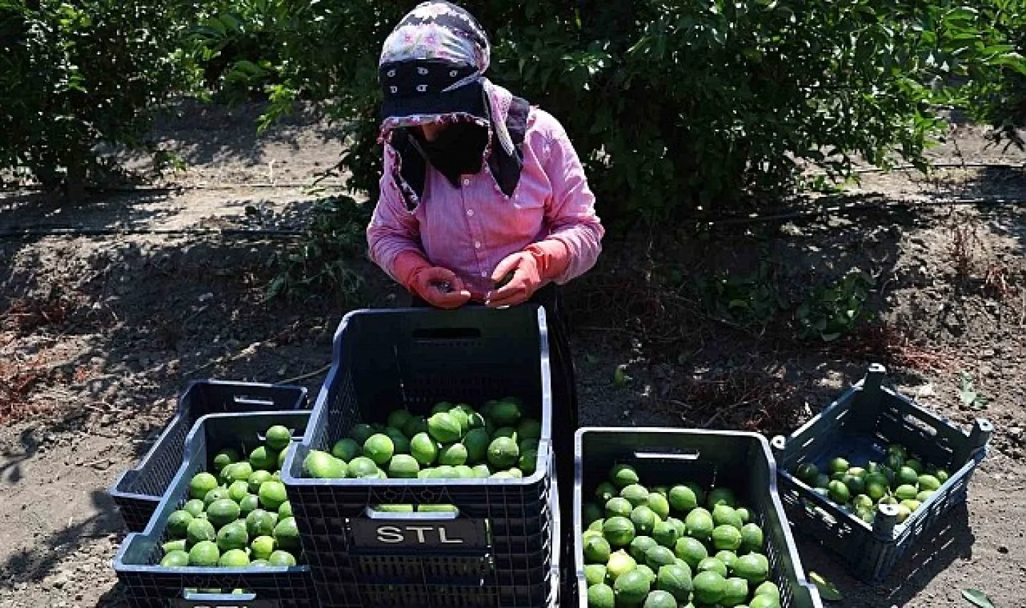 Adana’da Mayer Cinsi Limon Hasadı 