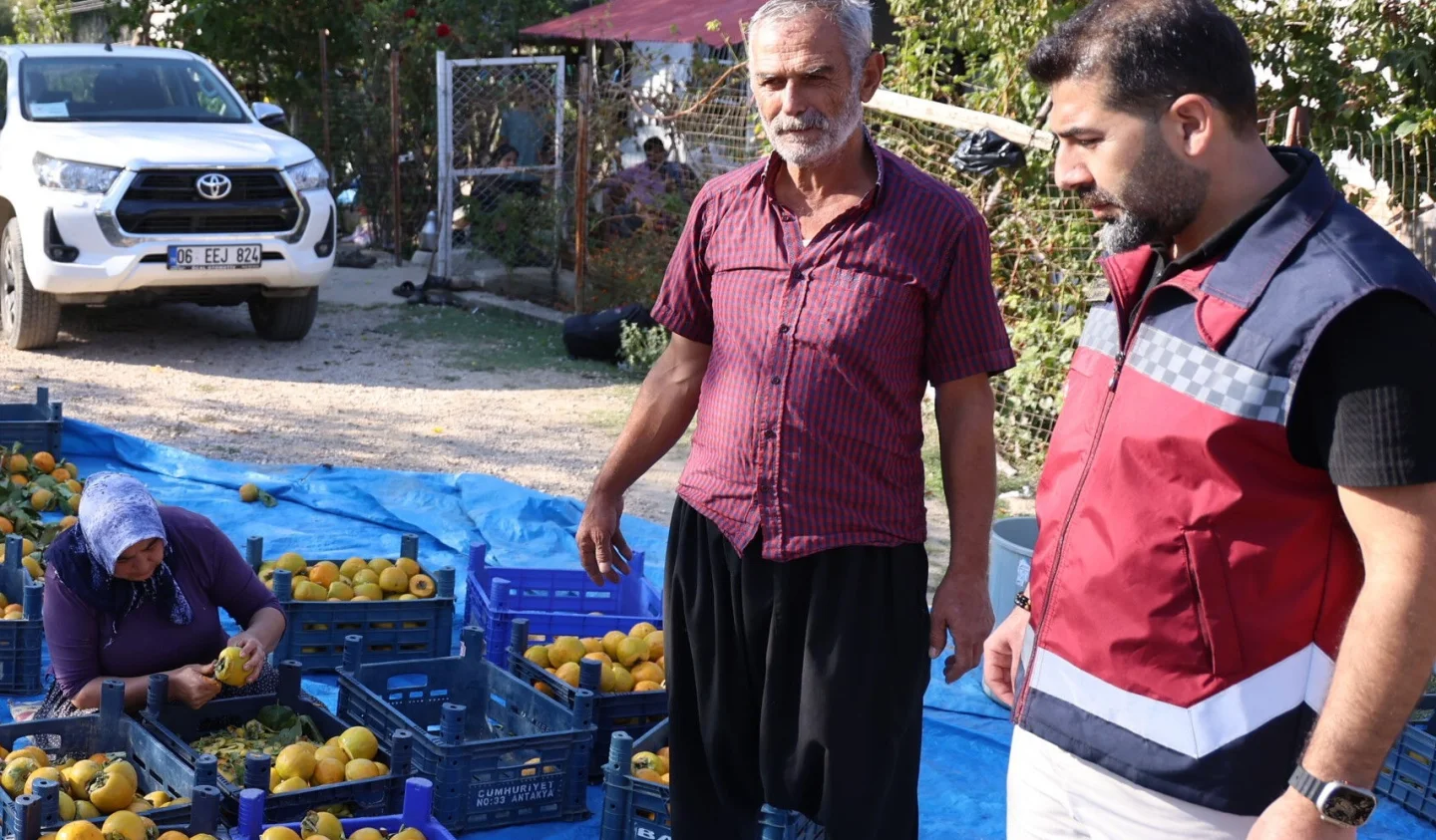 Adana’da Trabzon Hurması Hasadı Başladı