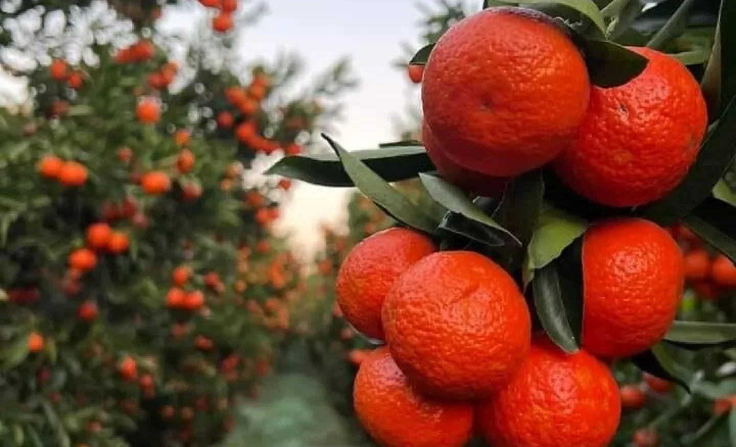 Kuraklığa Meydan Okuyan Lezzet: Kozan'da Mandalina Hasadı