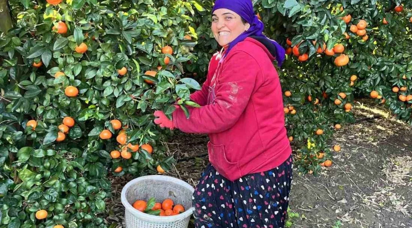 Adana'da Mandalina Hasadında Rekolte Düşüklüğü 