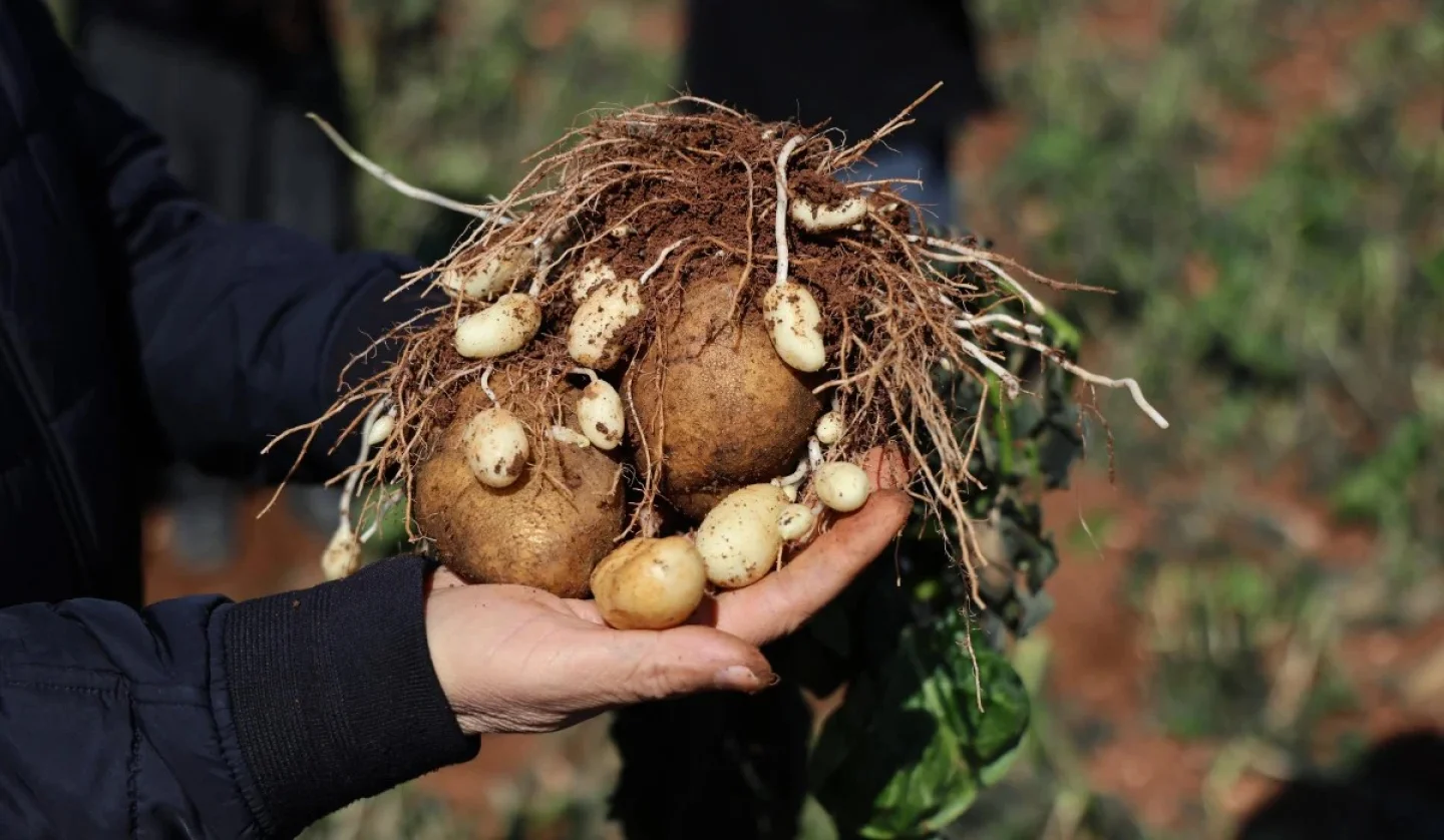 Adana’da 4 Günlük Zirai Don Patates ve Meyveleri Vurdu!