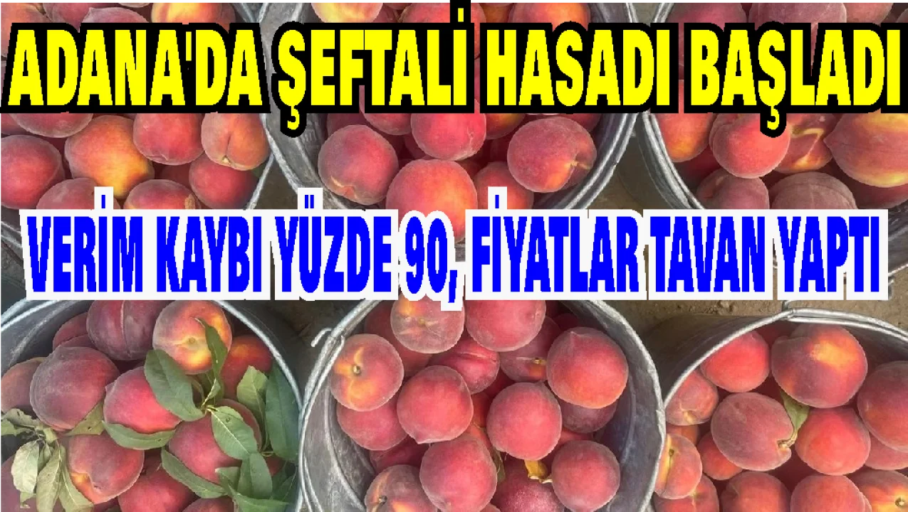 Adana’da şeftali üreticisini don vurdu: Verim kaybı %90