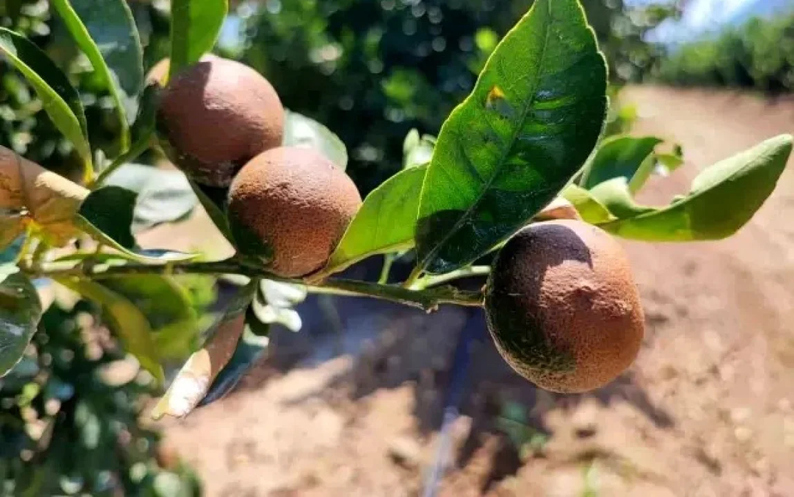 Adana’da 95 Yılın Sıcaklık Rekoru: Narenciye Dalında Yandı