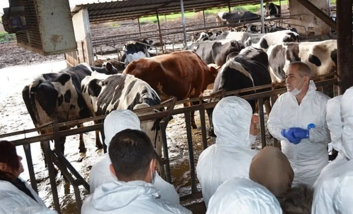 Adana’da Şap Hastalığı Alarmı! Çiftçilere Destek Çağrısı