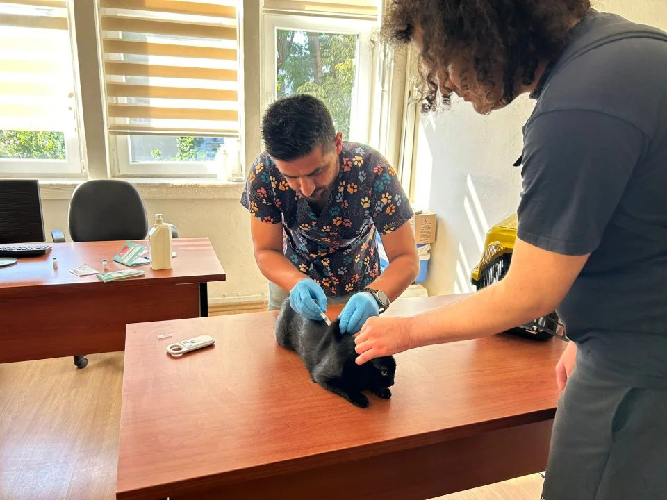 Adana İl Tarım Müdürlüğü: Evcil Hayvanlar İçin Kimliklendirme Zorunlu