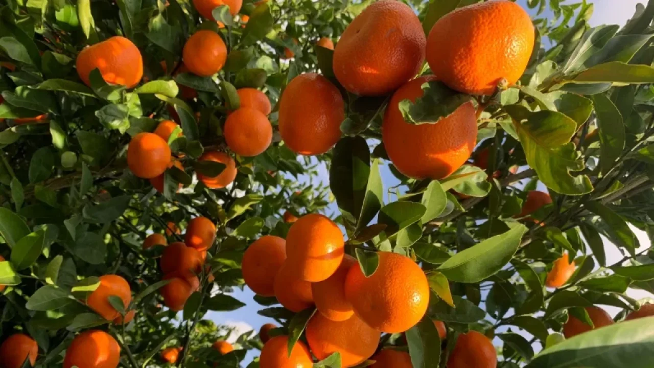 Çukurova’da Kuraklık Umudu: Yağmur Çiftçiye Can Suyu Oldu