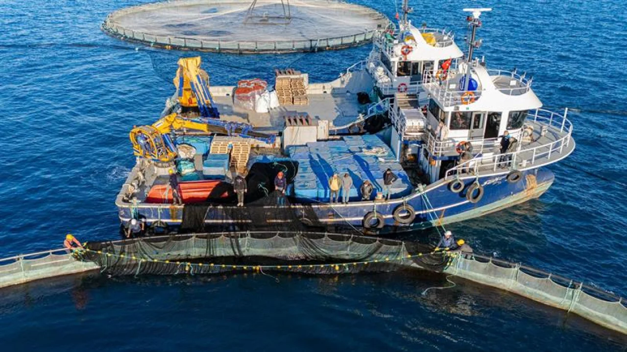 Denizde Kafes Balıkçılığı Projesi Meyvelerini Vermeye Başladı