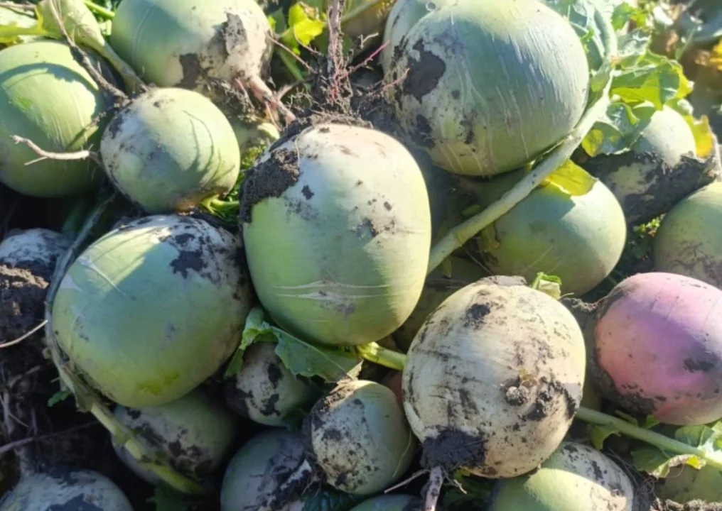 Ceyhan’da Üreticinin Feryadı: 100 Dönüm Turp Tarlada Kaldı