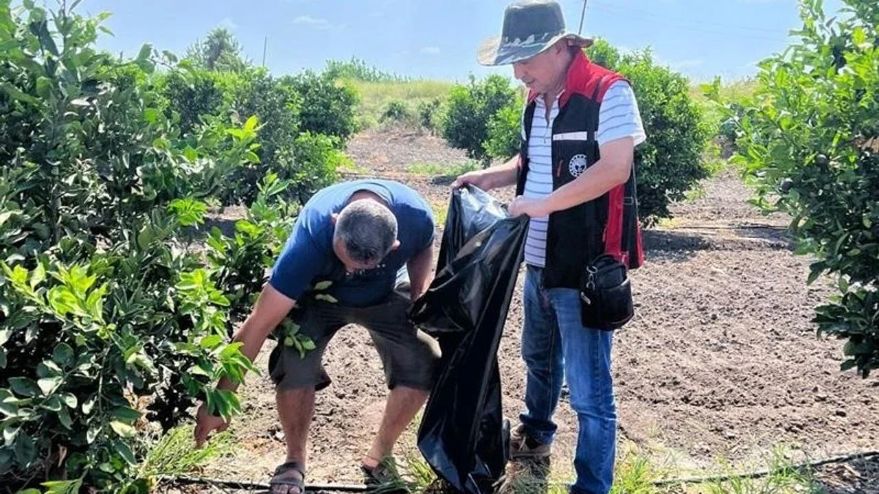 Adana’da Turunçgil Zararlılarına Karşı Sürdürülebilir Mücadele Eğitimi