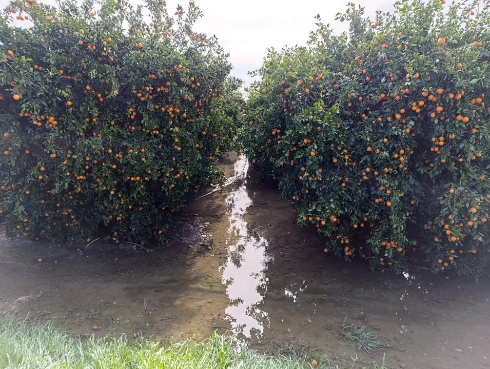 Adana’da Tarım Arazileri Su Altında: