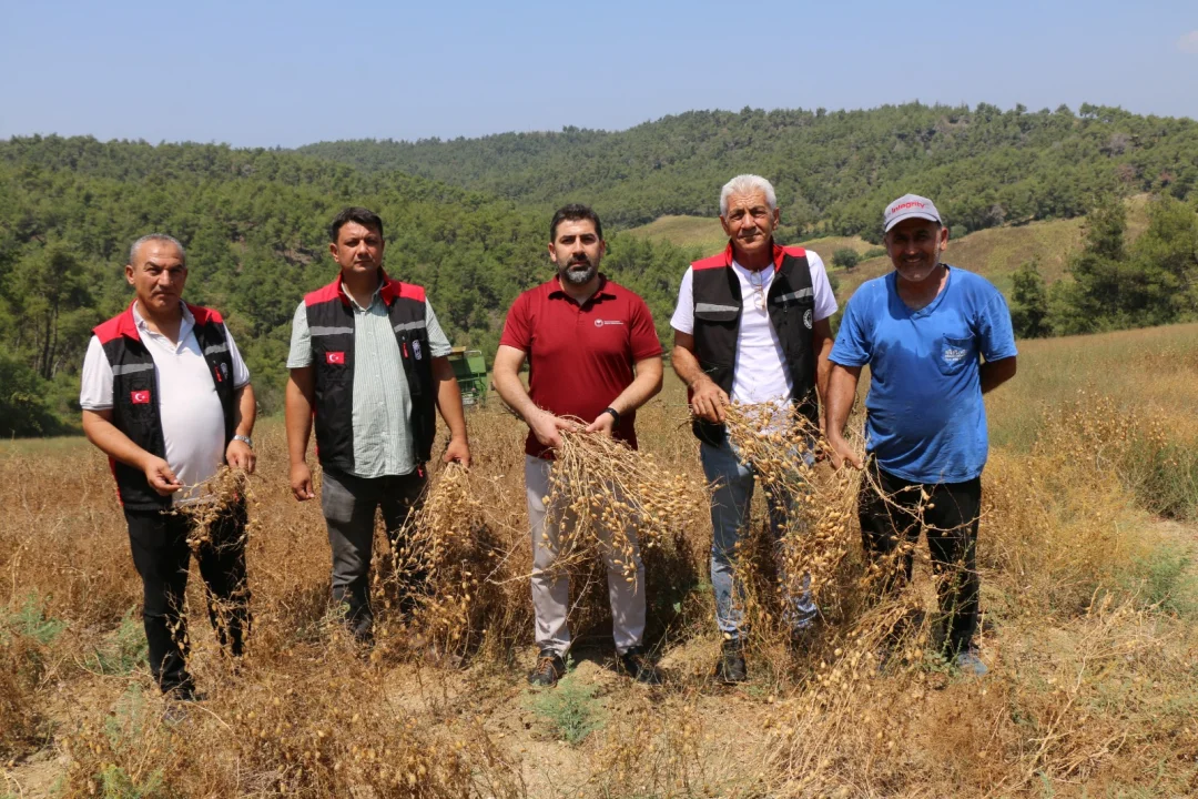 Adana Tarımında Yerli Tohum Zaferi: Sarıçam’da Dekara 360 Kilo Rekor Nohut Verimi!